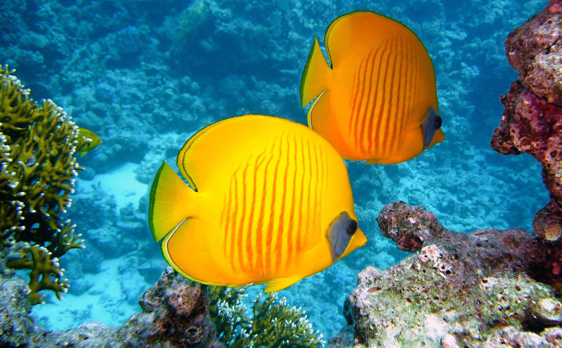 Coral Reef