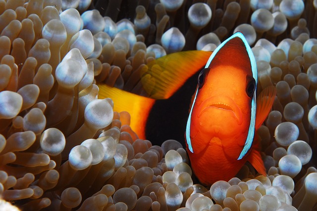 Nemo Reef
