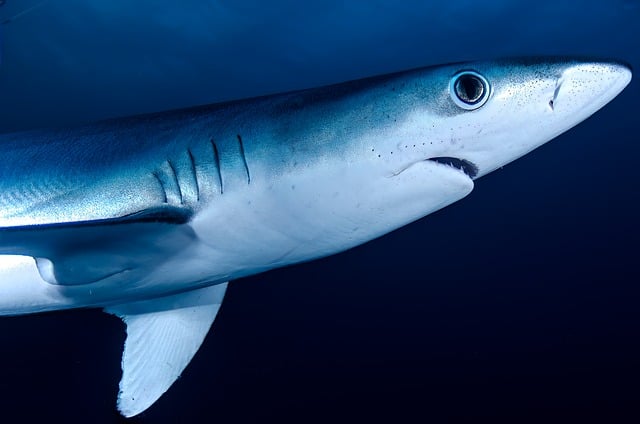 Sharks Reef