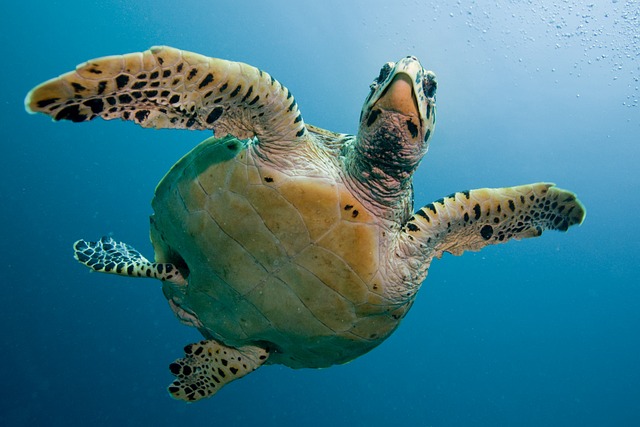 Turtle Reef